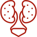 Kidney, Bladder & Adrenal